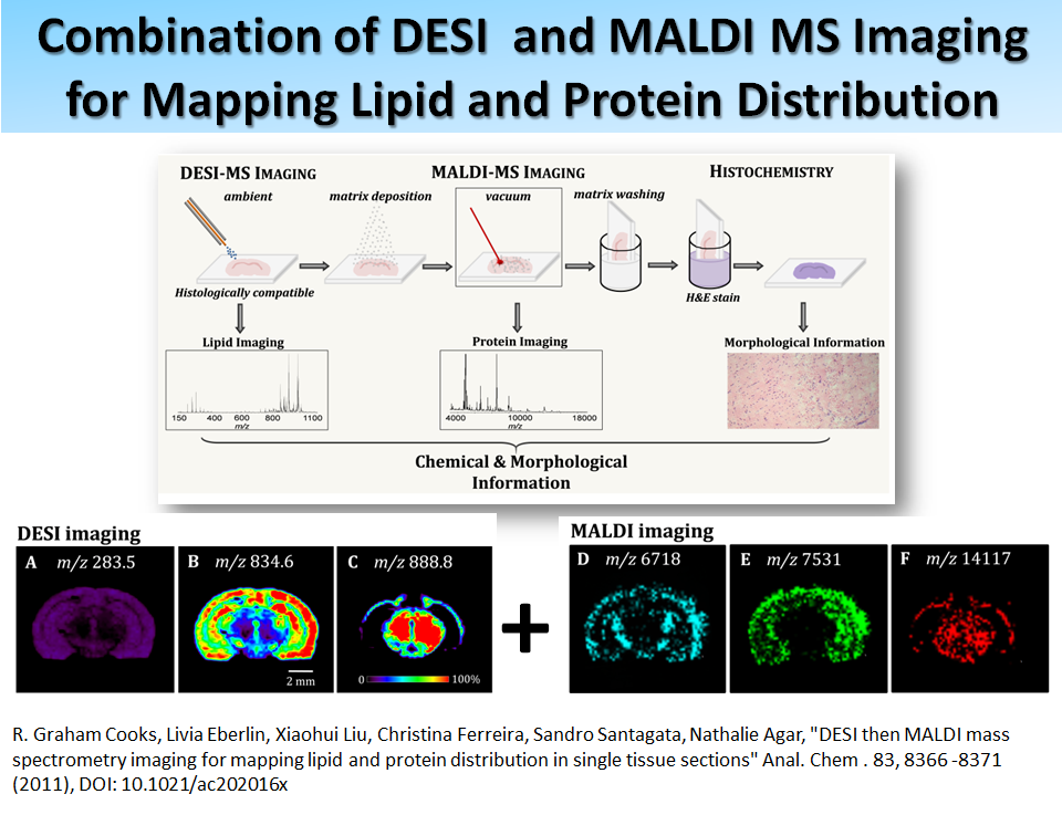 Combination of DESI and MALDI MS Imaging for Mapping Lipid and Protein Distribution