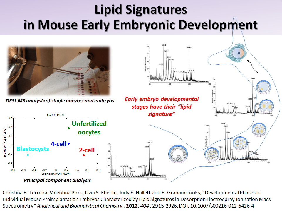 Lipid Signatures in Mouse Early Embryonic Development