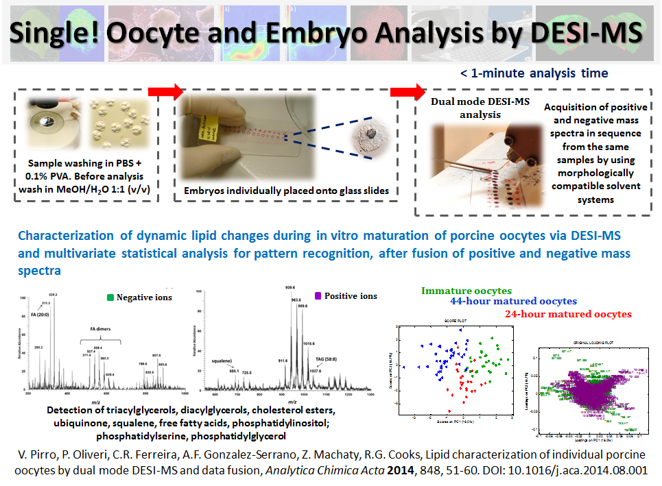 Single! Oocyte and Embryo Analysis by DESI-MS